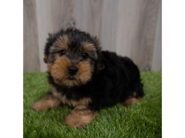 Morkie DOG Male Black / Tan 29544 Petland Frisco, Texas