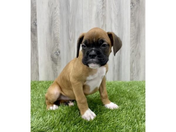 Boxer DOG Male Fawn / White 29529 Petland Frisco, Texas