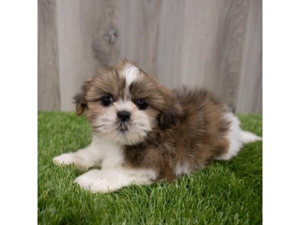Shih Tzu-DOG-Female-Brindle with White Markings-29534-Petland Frisco & Mckinney, Texas