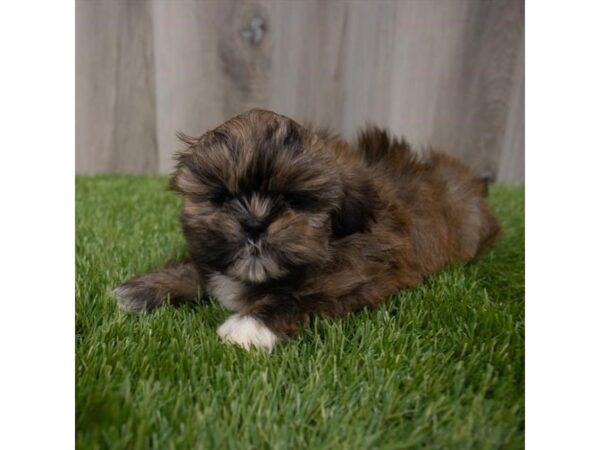 Shih Tzu DOG Female Brindle 29535 Petland Frisco, Texas