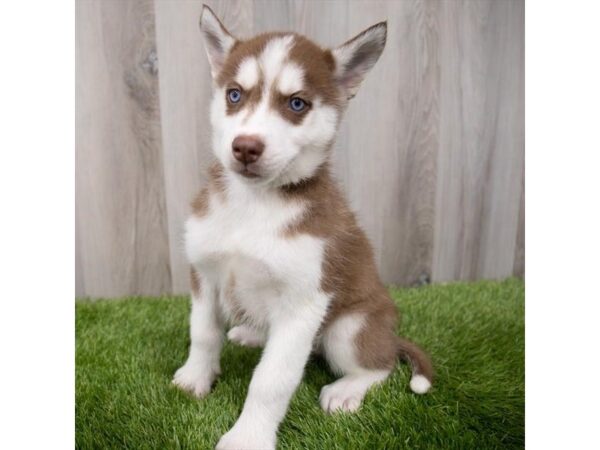 Siberian Husky-DOG-Female-Red / White-29537-Petland Frisco & Mckinney, Texas