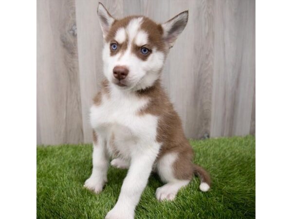 Siberian Husky DOG Female Red / White 29537 Petland Frisco, Texas