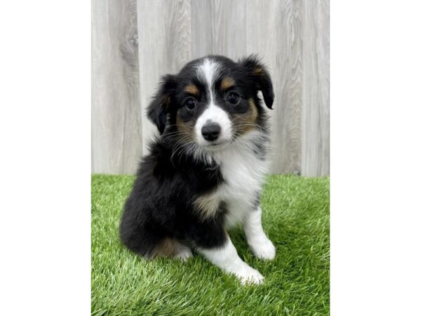 Miniature Australian Shepherd-DOG-Female-Black Tricolor-29547-Petland Frisco & Mckinney, Texas