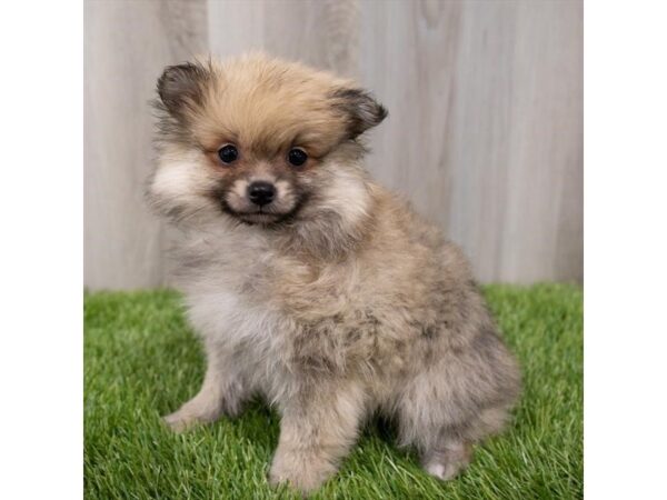 Pomeranian-DOG-Female-Cream Sable-29546-Petland Frisco & Mckinney, Texas