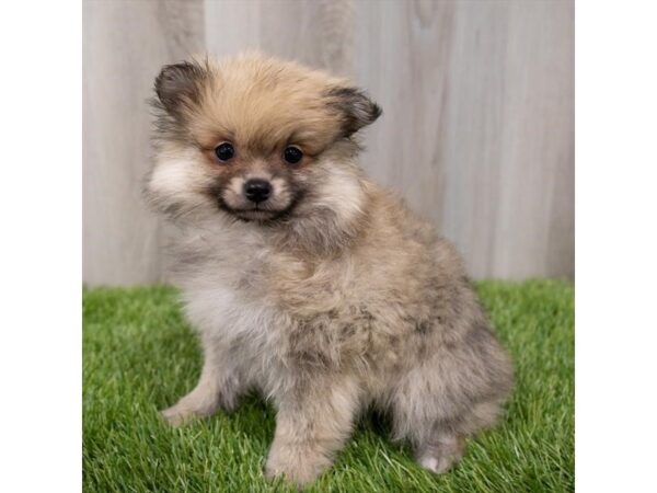 Pomeranian DOG Female Cream Sable 29546 Petland Frisco, Texas