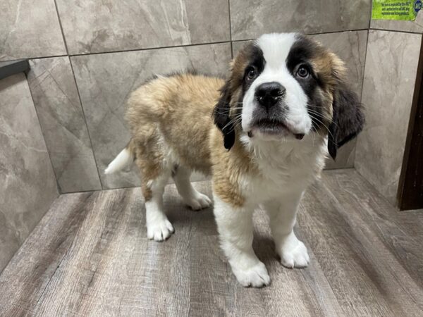 Saint Bernard DOG Female Mahogany & White 29525 Petland Frisco, Texas