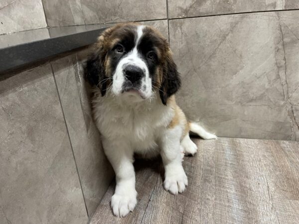 Saint Bernard DOG Male Mahogany & White 29526 Petland Frisco, Texas