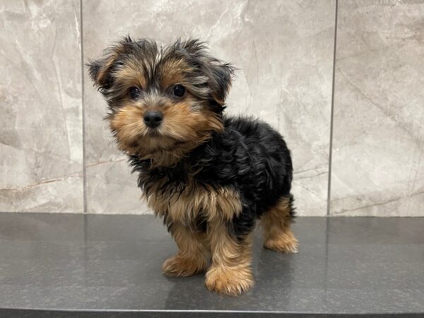 Yorkshire Terrier DOG Male Black / Tan 29539 Petland Frisco, Texas