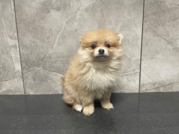 Pomeranian DOG Male Orange Sable 29533 Petland Frisco, Texas