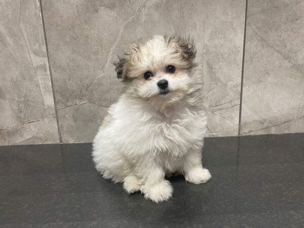 Pomachon-DOG-Female-Sable Parti-29541-Petland Frisco & Mckinney, Texas