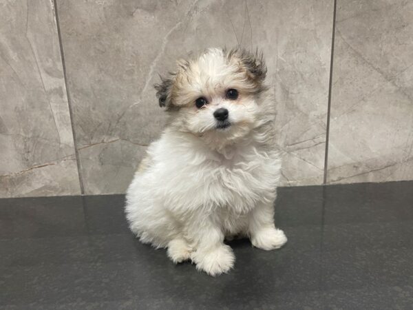 Pomachon-DOG-Female-Sable Parti-29541-Petland Frisco, Texas