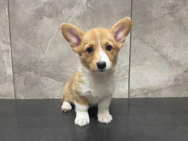 Pembroke Welsh Corgi DOG Female Red / White 29513 Petland Frisco, Texas