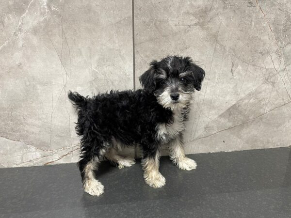 Miniature Schnoodle DOG Female 29519 Petland Frisco, Texas