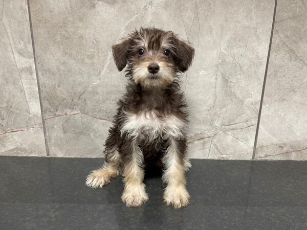 Miniature Schnoodle DOG Male 29520 Petland Frisco, Texas