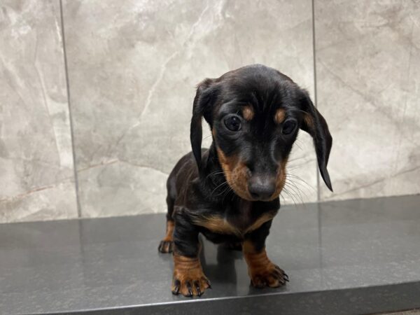 Miniature Dachshund DOG Male Black and Tan 29501 Petland Frisco, Texas