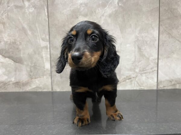 Miniature Dachshund-DOG-Female-Black / Tan-29511-Petland Frisco & Mckinney, Texas