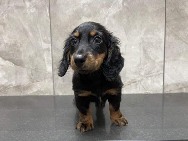 Miniature Dachshund-DOG-Female-Black / Tan-29511-Petland Frisco, Texas