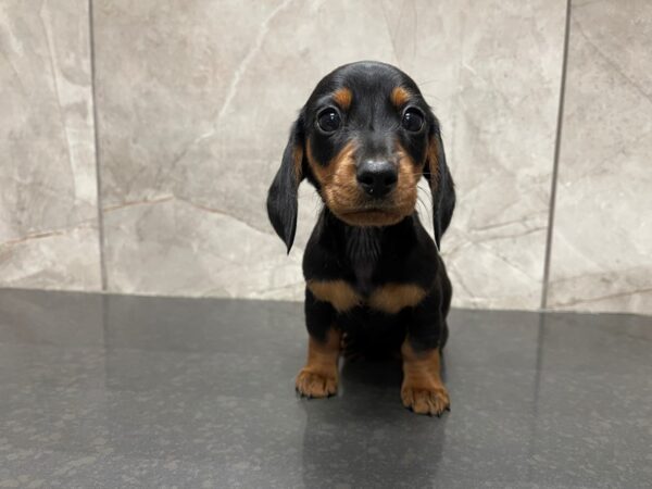 Miniature Dachshund DOG Female Black and Tan 29555 Petland Frisco, Texas