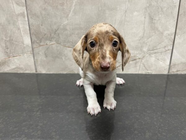 Miniature Dachshund DOG Male Chocolate Dapple 29552 Petland Frisco, Texas