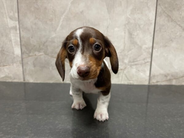 Miniature Dachshund DOG Female Red, White and Tan 29554 Petland Frisco, Texas