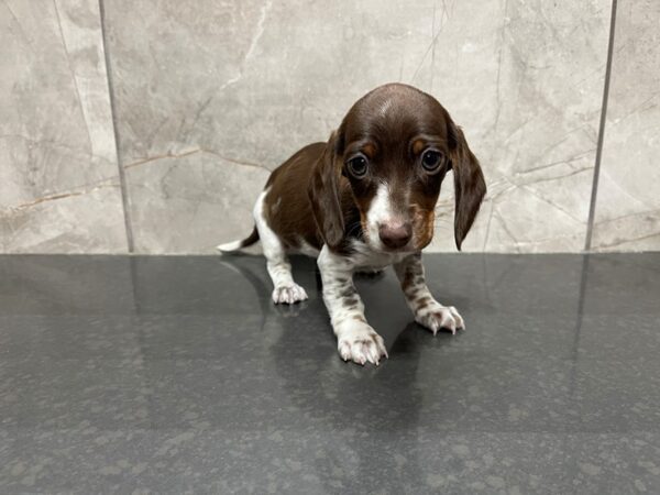 Miniature Dachshund-DOG-Female-Red, White and Tan-29553-Petland Frisco & Mckinney, Texas