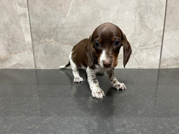 Miniature Dachshund DOG Female Red, White and Tan 29553 Petland Frisco, Texas