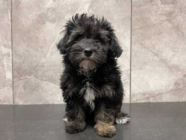 Maltipoo DOG Male 29523 Petland Frisco, Texas