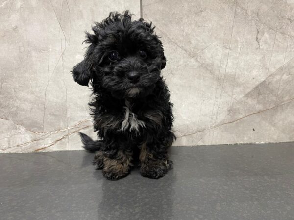 Maltipoo DOG Female 29522 Petland Frisco, Texas