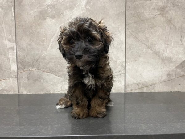 Maltipoo DOG Male Cafe 29521 Petland Frisco, Texas