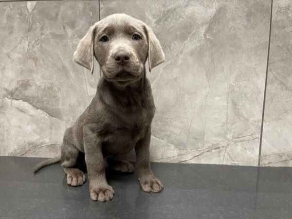 Labrador Retriever DOG Male Silver 29504 Petland Frisco, Texas