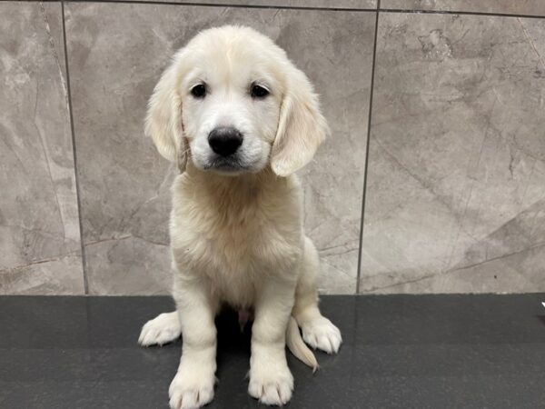 Golden Retriever-DOG-Male--29518-Petland Frisco & Mckinney, Texas