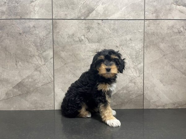 Aussiepoo DOG Male 29516 Petland Frisco, Texas