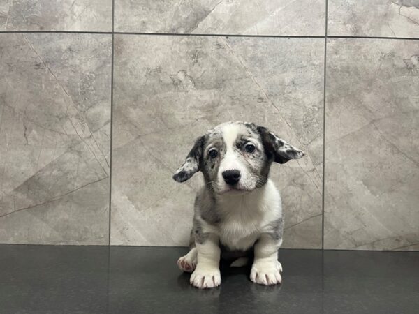 Cardigan Welsh Corgi-DOG-Female-Blue Merle-29578-Petland Frisco, Texas