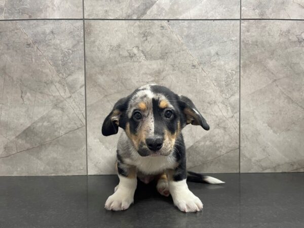 Cardigan Welsh Corgi-DOG-Male-Blue Merle-29579-Petland Frisco & Mckinney, Texas