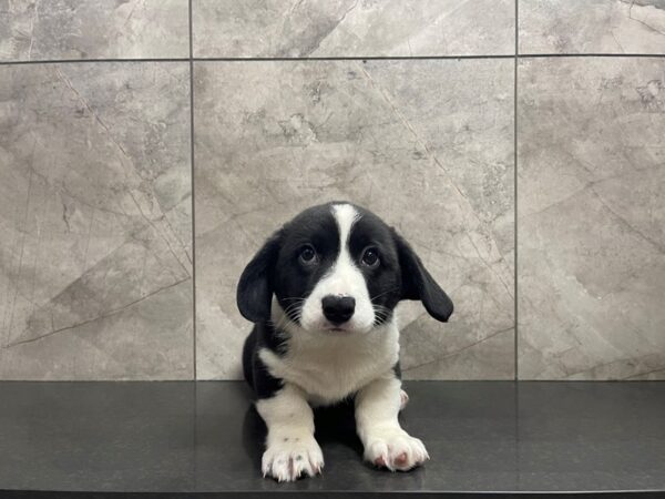 Cardigan Welsh Corgi DOG Male Black and white 29577 Petland Frisco, Texas