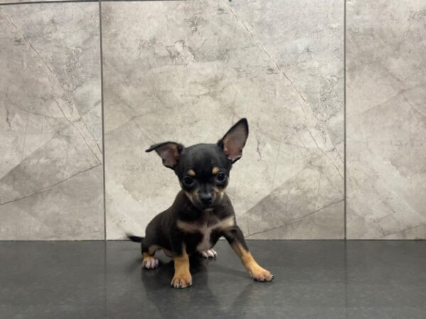 Chihuahua-DOG-Male-Black / Tan-29571-Petland Frisco, Texas