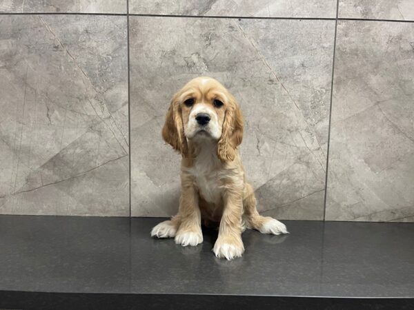 Cocker Spaniel-DOG-Female-Buff / White-29509-Petland Frisco & Mckinney, Texas