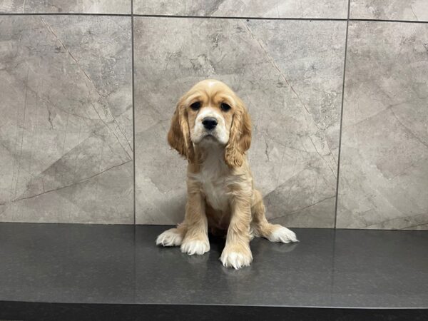 Cocker Spaniel DOG Female Buff / White 29509 Petland Frisco, Texas