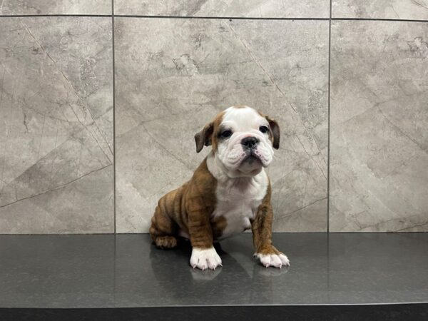 English Bulldog DOG Female Red & White 29580 Petland Frisco, Texas