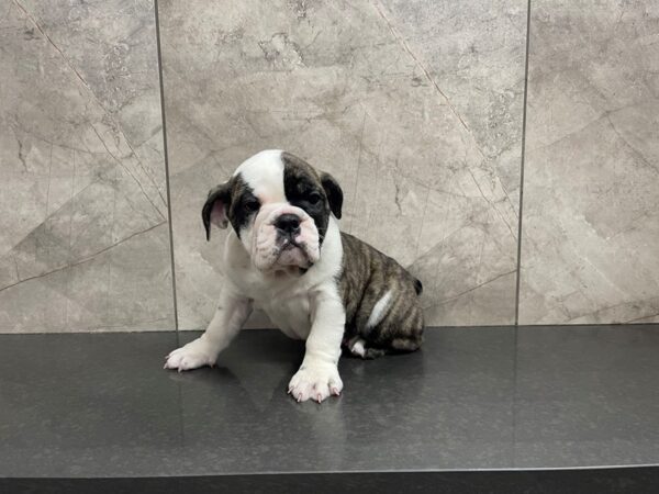 English Bulldog-DOG-Female-Brindle and White-29562-Petland Frisco & Mckinney, Texas