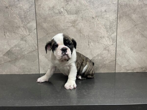 English Bulldog DOG Female Brindle and White 29562 Petland Frisco, Texas