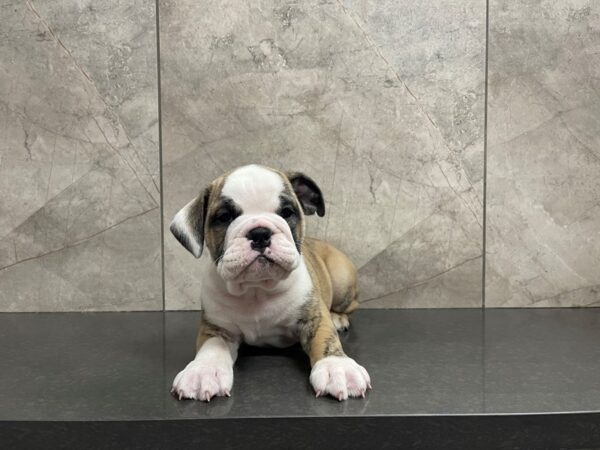 English Bulldog-DOG-Male-Fawn Brindle-29559-Petland Frisco & Mckinney, Texas