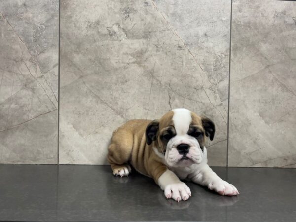 English Bulldog DOG Female Fawn and White 29561 Petland Frisco, Texas