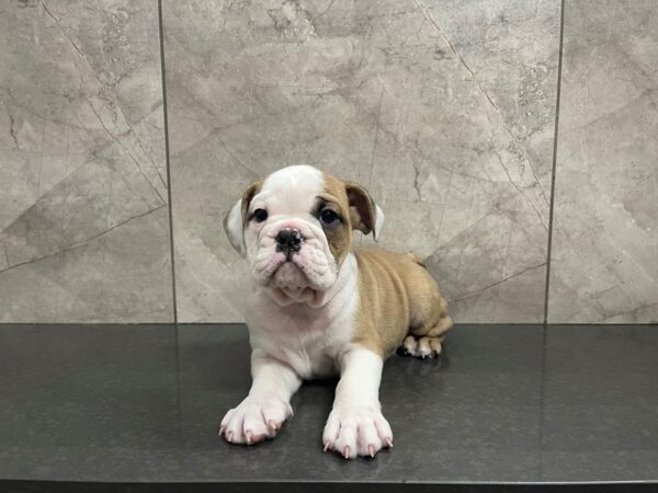 English Bulldog DOG Male Fawn and White 29560 Petland Frisco, Texas