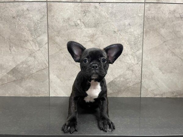 French Bulldog-DOG-Female-Brindle-29512-Petland Frisco & Mckinney, Texas