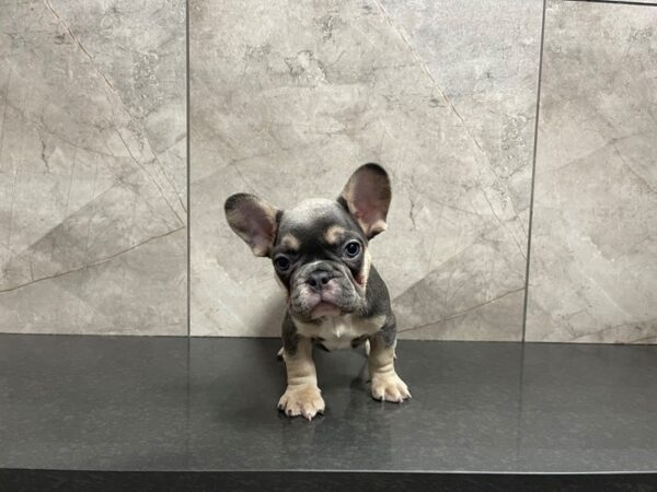 French Bulldog-DOG-Male-Blue & Tan-29581-Petland Frisco & Mckinney, Texas