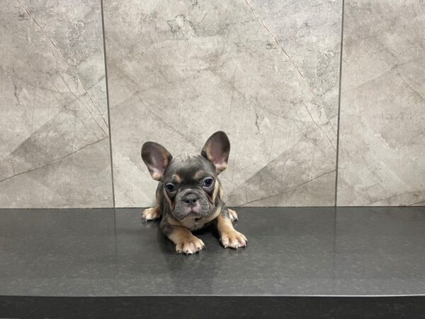 French Bulldog-DOG-Male-Blue & Tan-29582-Petland Frisco & Mckinney, Texas