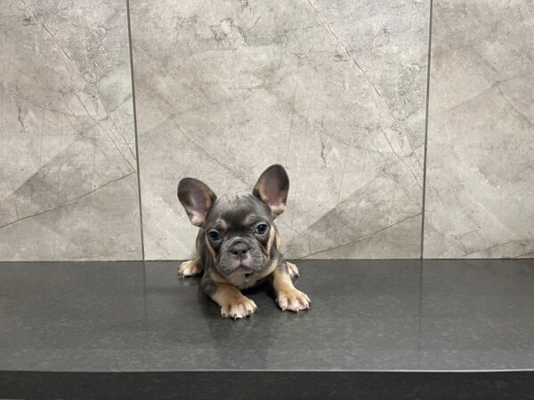 French Bulldog DOG Male Blue & Tan 29582 Petland Frisco, Texas