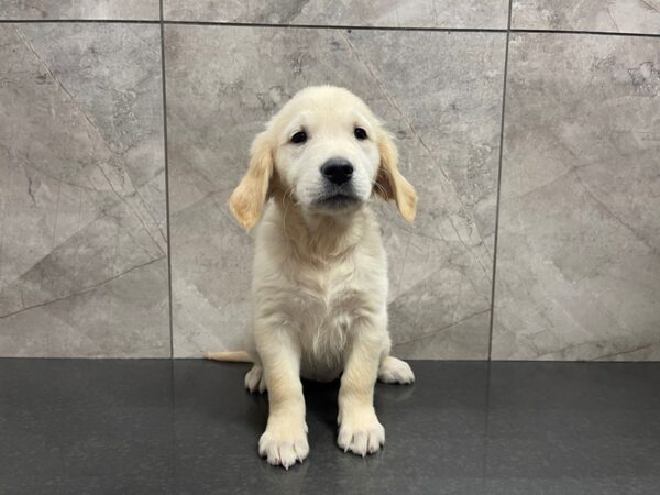 Golden Retriever DOG Female Golden 29587 Petland Frisco, Texas