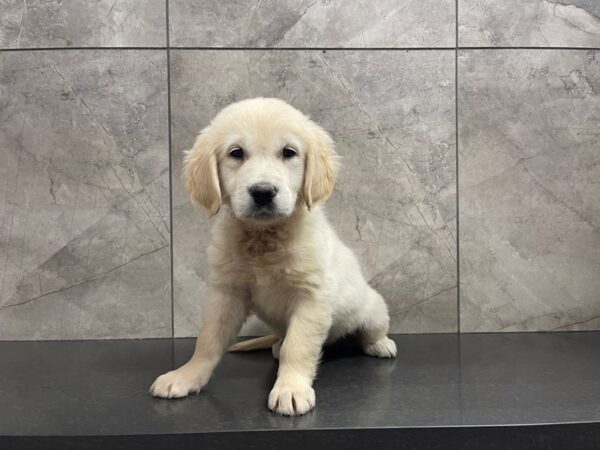 Golden Retriever-DOG-Female-Golden-29586-Petland Frisco & Mckinney, Texas